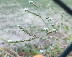 Heliotropium dolosum (Heliotropium dolosum)