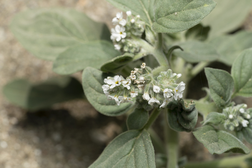 Heliotropium dolosum (Heliotropium dolosum)