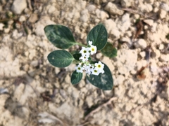 Heliotropium dolosum (Heliotropium dolosum)