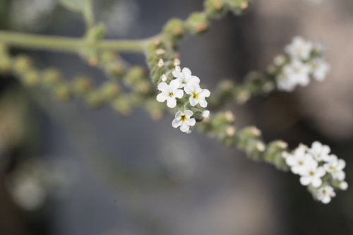 Heliotropium dolosum (Heliotropium dolosum)