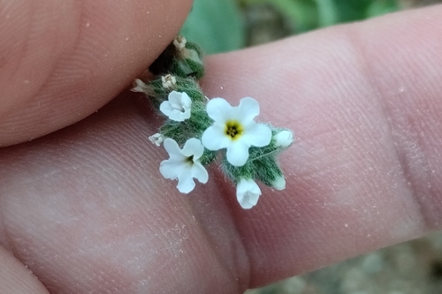 Heliotropium dolosum (Heliotropium dolosum)