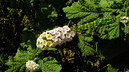 Heliotropium elongatum: Heliotropium elongatum (Lehm.) I. M. Johnst.