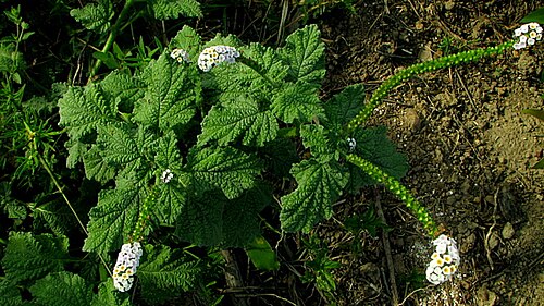Heliotropium elongatum: Heliotropium elongatum (Lehm.) I. M. Johnst.