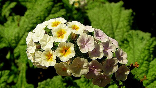 Heliotropium elongatum: Heliotropium elongatum (Lehm.) I. M. Johnst.