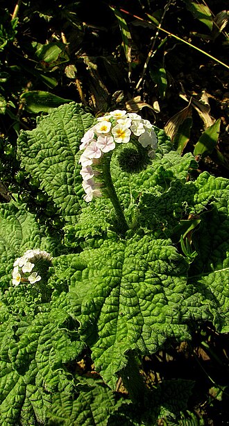 Heliotropium elongatum: Heliotropium elongatum (Lehm.) I. M. Johnst.