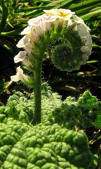 Heliotropium elongatum: Heliotropium elongatum (Lehm.) I. M. Johnst.