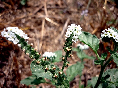 European heliotrope: Heliotropium europaeum . In Torà (Segarra- Catalunya). On 600 m. altitude