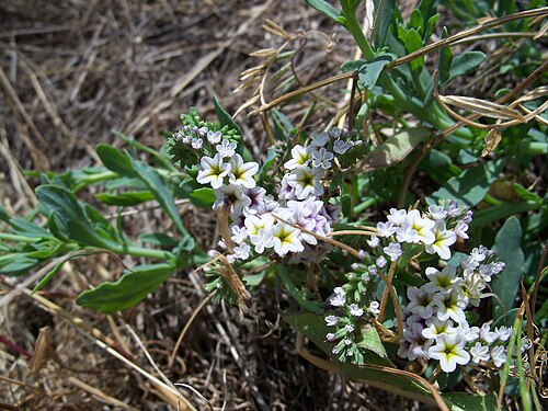 European heliotrope: Heliotropium europaeum