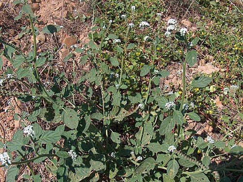 European heliotrope (Heliotropium europaeum)