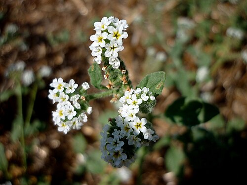 European heliotrope: Heliotropium europaeum . In Torà (Segarra-Catalunya). To 585 m. altitude