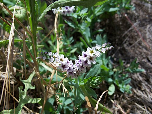 European heliotrope: Heliotropium europaeum