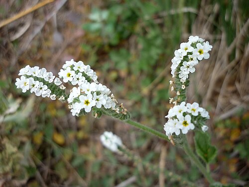 European heliotrope: Heliotropium europaeum . In Torà (Segarra-Catalunya). To 585 m. altitude
