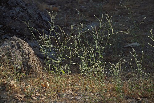 European heliotrope: Heliotropium europaeum , Losar de la Vera ( Cáceres , España ).