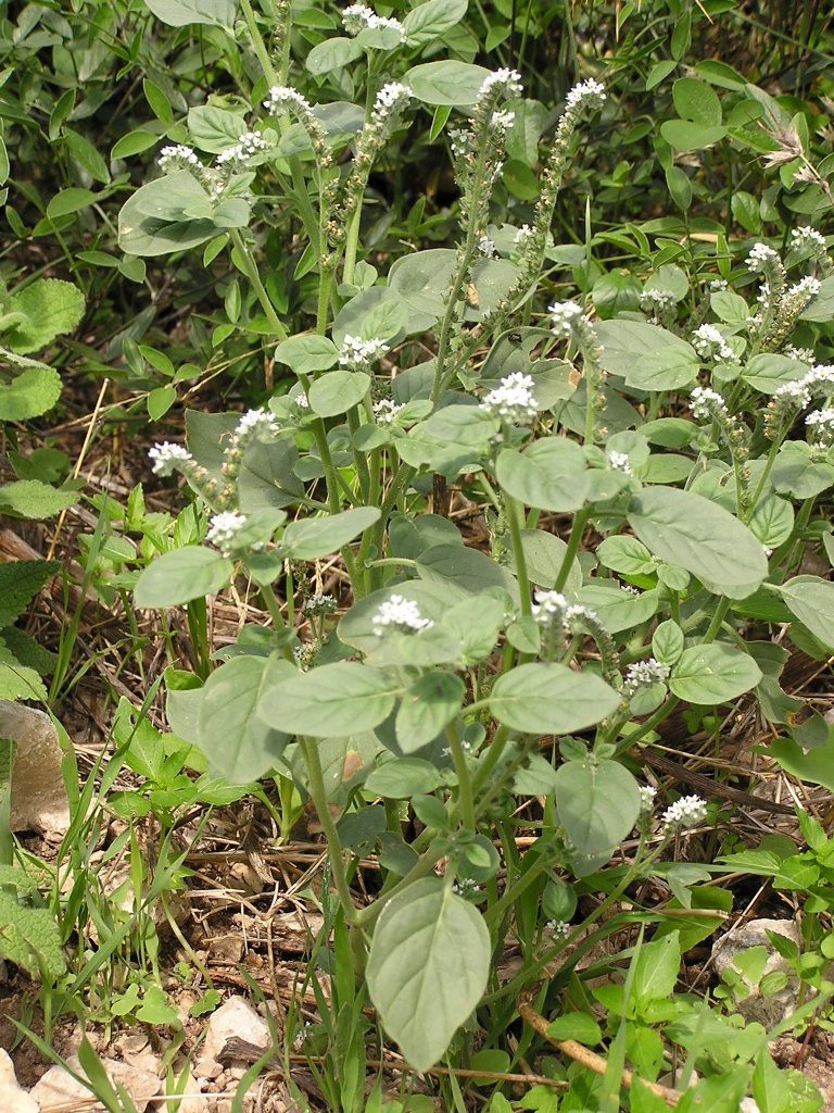 European heliotrope: Europäische Sonnenwende