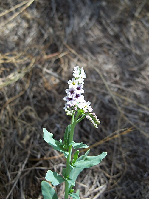 European heliotrope: Heliotropium europaeum