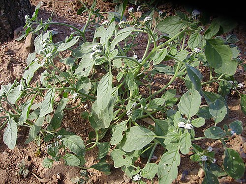European heliotrope: Heliotropium europaeum , fotografiada en el Andévalo por Alejandro Ibáñez el 18/06/2007, al pie de una encina.