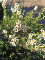 Heliotropium filifolium (Heliotropium filifolium)