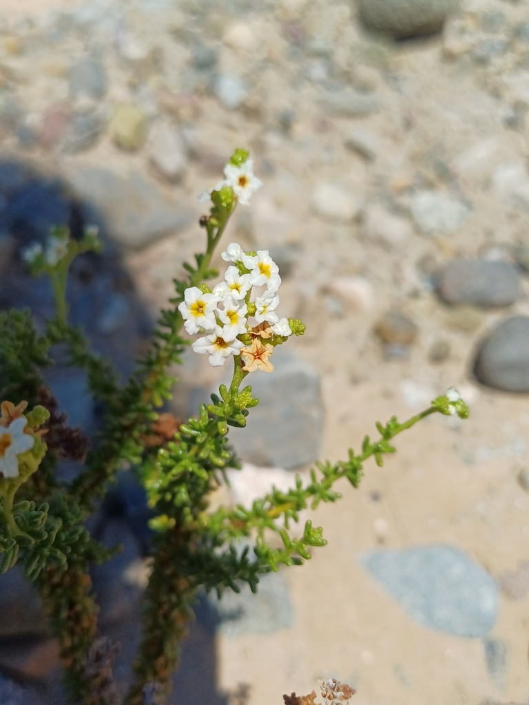 Heliotropium filifolium (Heliotropium filifolium)
