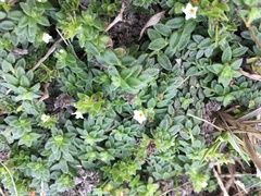 Heliotropium formosanum (Heliotropium formosanum)