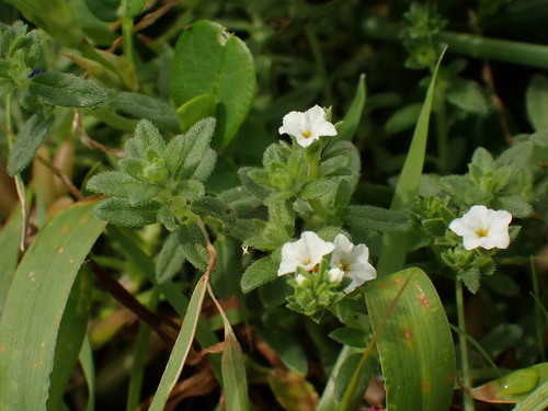Heliotropium formosanum (Heliotropium formosanum)