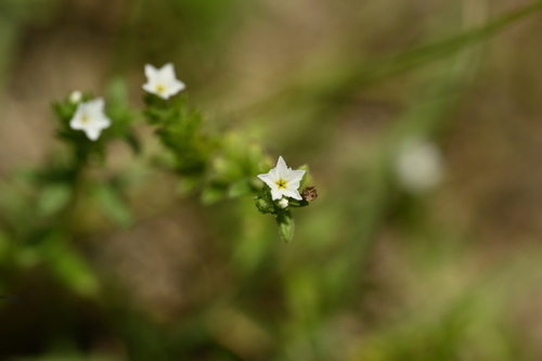 Heliotropium formosanum (Heliotropium formosanum)