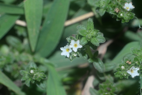 Heliotropium formosanum (Heliotropium formosanum)