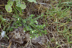 Heliotropium formosanum (Heliotropium formosanum)