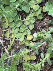 Heliotropium formosanum (Heliotropium formosanum)