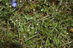 Heliotropium formosanum (Heliotropium formosanum)
