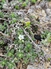 Heliotropium formosanum (Heliotropium formosanum)
