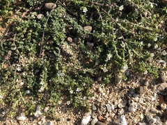 Heliotropium formosanum (Heliotropium formosanum)