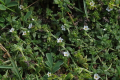 Heliotropium formosanum (Heliotropium formosanum)