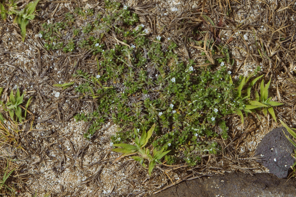 Heliotropium formosanum (Heliotropium formosanum)