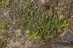 Heliotropium formosanum (Heliotropium formosanum)