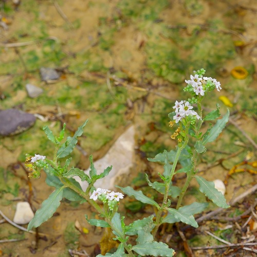 Greeneye heliotrope (Heliotropium glabriusculum)