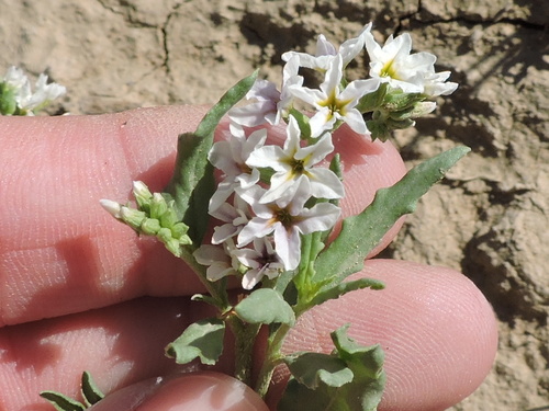 Greeneye heliotrope (Heliotropium glabriusculum)