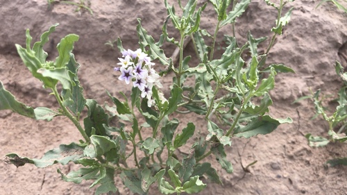 Greeneye heliotrope (Heliotropium glabriusculum)
