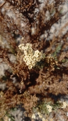 Heliotropium glutinosum (Heliotropium glutinosum)