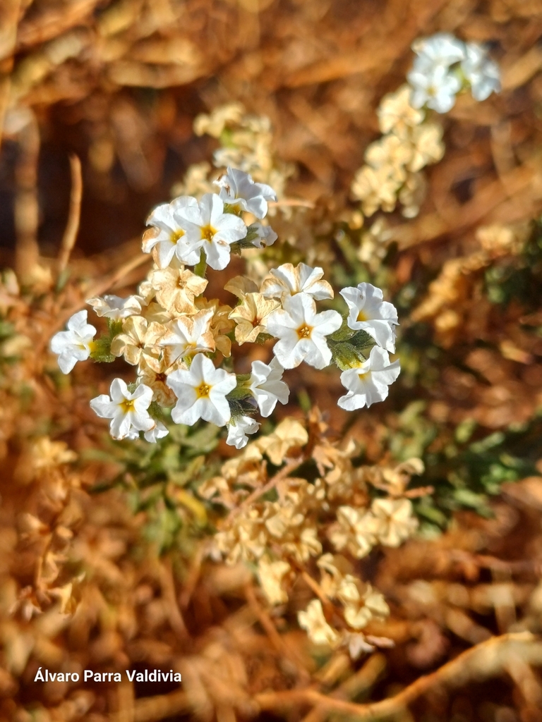 Heliotropium glutinosum (Heliotropium glutinosum)
