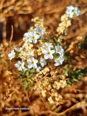Heliotropium glutinosum (Heliotropium glutinosum)