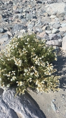 Heliotropium glutinosum (Heliotropium glutinosum)