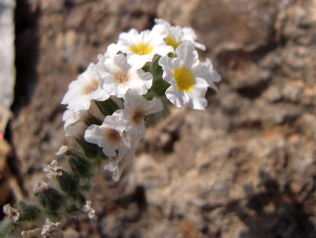 Heliotropium hirsutissimum: Heliotrope hirsute