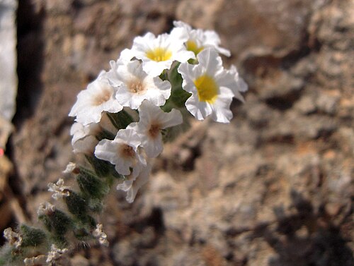 Heliotropium hirsutissimum: Heliotrope hirsute