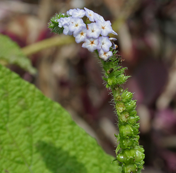 Indian heliotrope: Indian Turnsole or Hatisurh Heliotropium indicum in Hyderabad , India .
