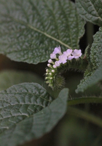 Indian heliotrope (Heliotropium indicum)