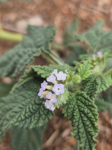 Indian heliotrope (Heliotropium indicum)