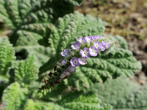 Indian heliotrope (Heliotropium indicum)