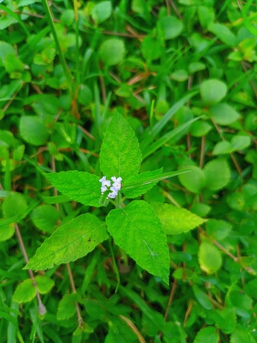 Indian heliotrope (Heliotropium indicum)