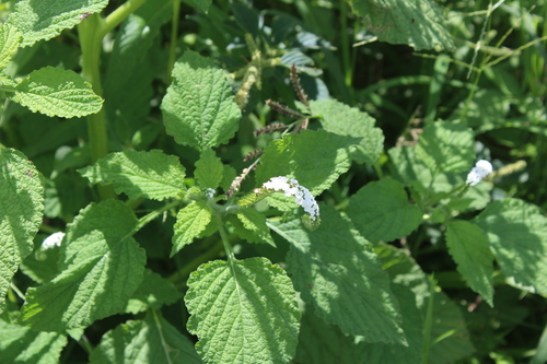 Indian heliotrope