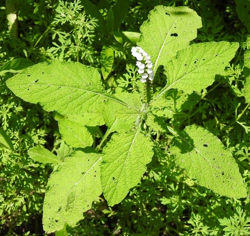 Indian heliotrope (Heliotropium indicum)